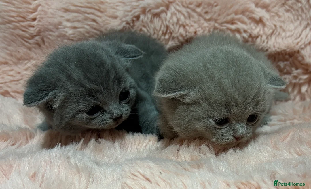 British Shorthair cats for sale: Beautiful British short hair kittens  - Advert 23
