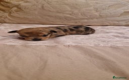 Chihuahua dogs for sale: Beautiful litter of 6 full chihuahuas  - Image 27
