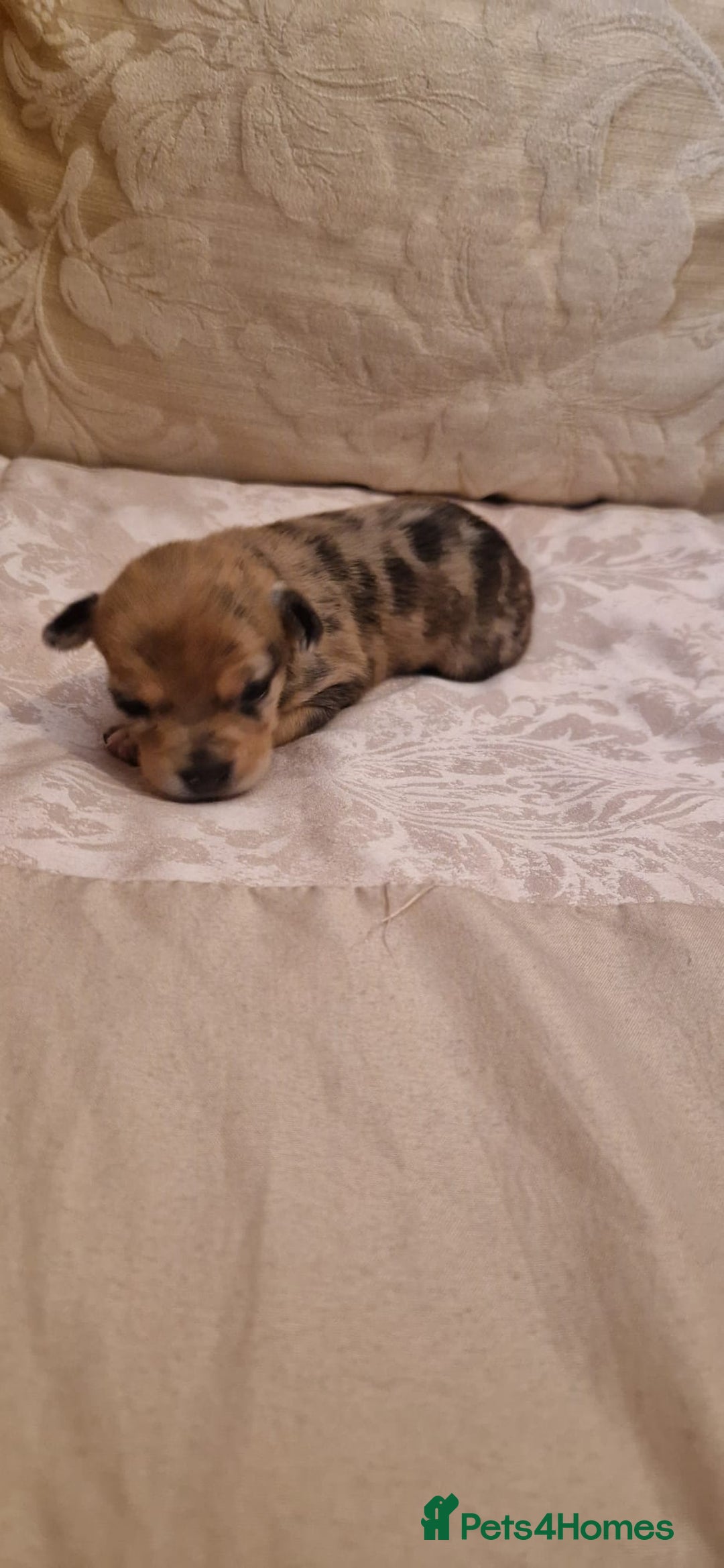 Chihuahua dogs for sale: Beautiful litter of 6 full chihuahuas  - Image 27