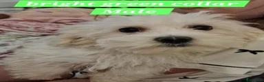 Mixed Breed Puppy 2