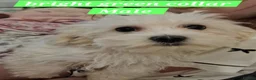 Mixed Breed dogs for sale: Bichon freise cross Bichon terrier  - Advert 6