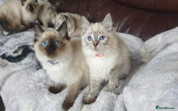 Ragdoll cats for sale: Beautiful GCCF Registered Ragdoll Kittens. - Image 20
