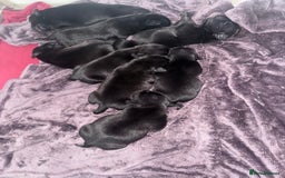 Staffordshire Bull Terrier dogs for sale: Staffordshire Bull Terrier Puppies   25+ Champions - Image 1