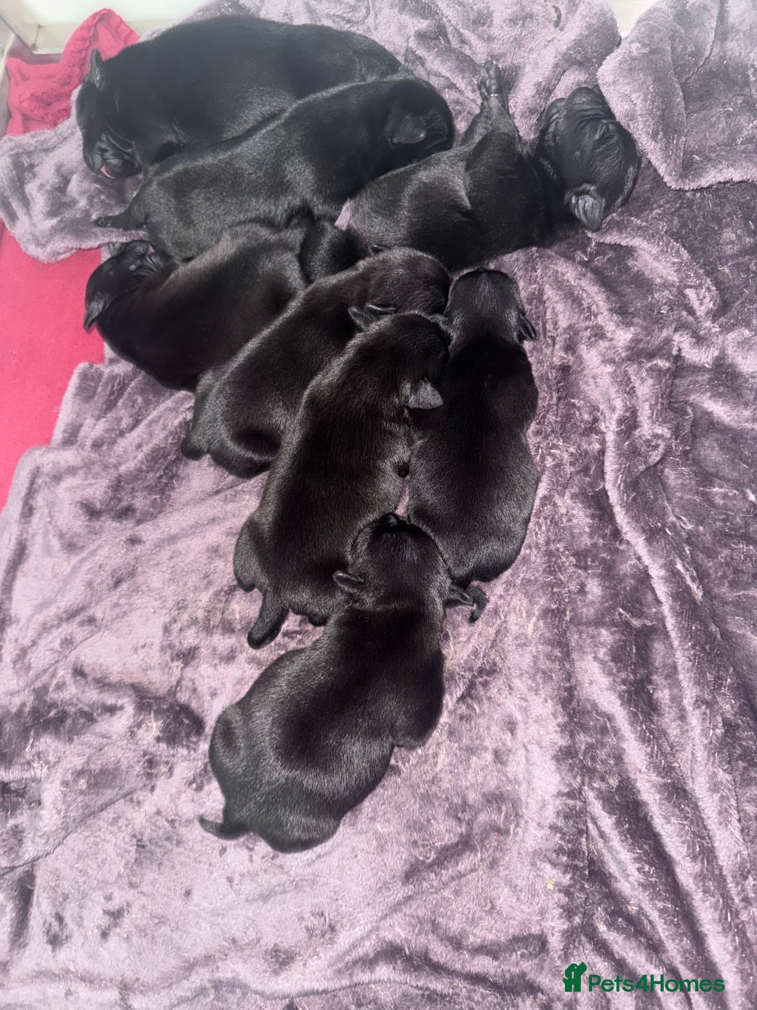 Staffordshire Bull Terrier dogs for sale: Staffordshire Bull Terrier Puppies   25+ Champions - Image 1