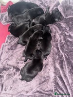 Staffordshire Bull Terrier dogs - Advert 8