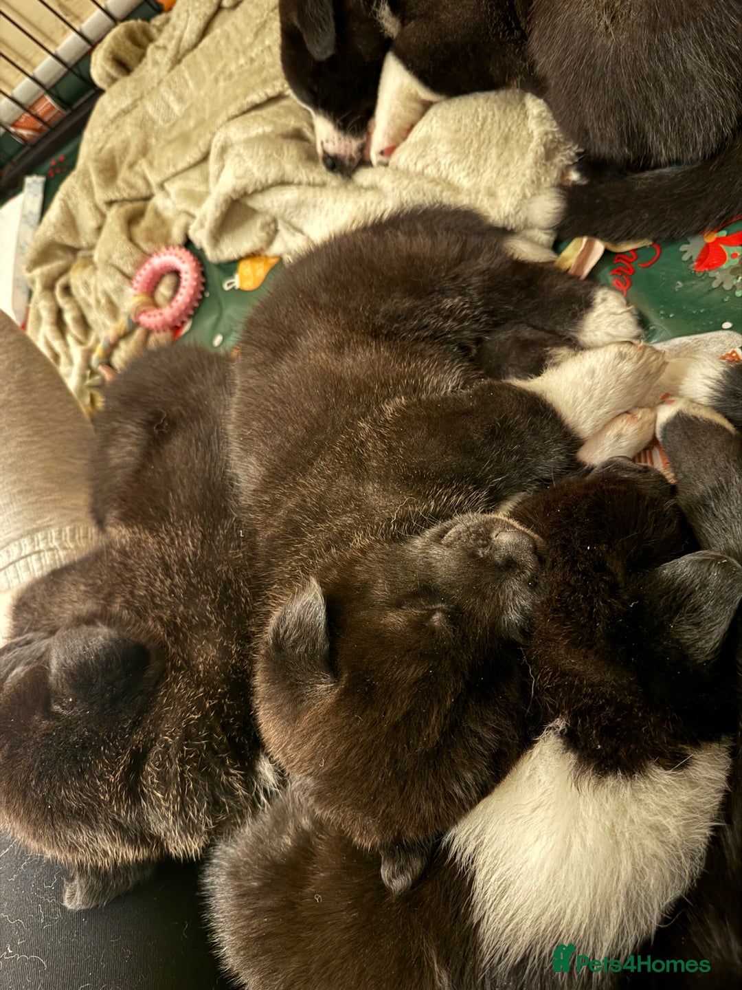 Akita dogs for sale: Black Mask American Akita Puppies - Advert 6