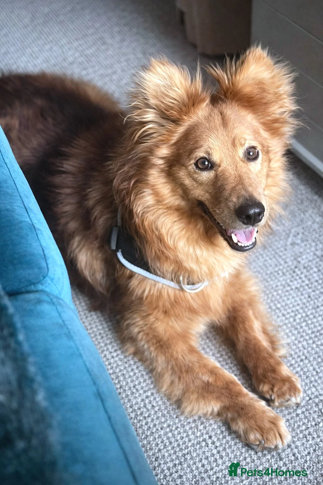 Mixed Breed dogs for adoption: 🏡 Finally… a loving home for this boy?💕 - Advert 1