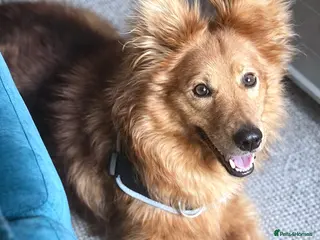 Mixed Breed dogs 🏡 Finally… a loving home for this boy?💕 - Advert 1