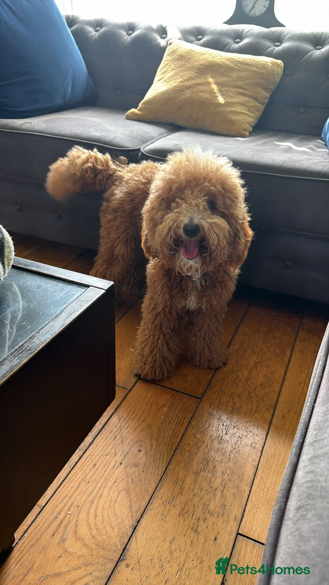 Cockapoo dogs for sale: 9 months old lovely male cockapoo - Advert 2