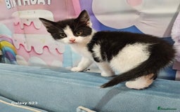 European cats for sale: 5 European Kittens for sale.  - Image 11