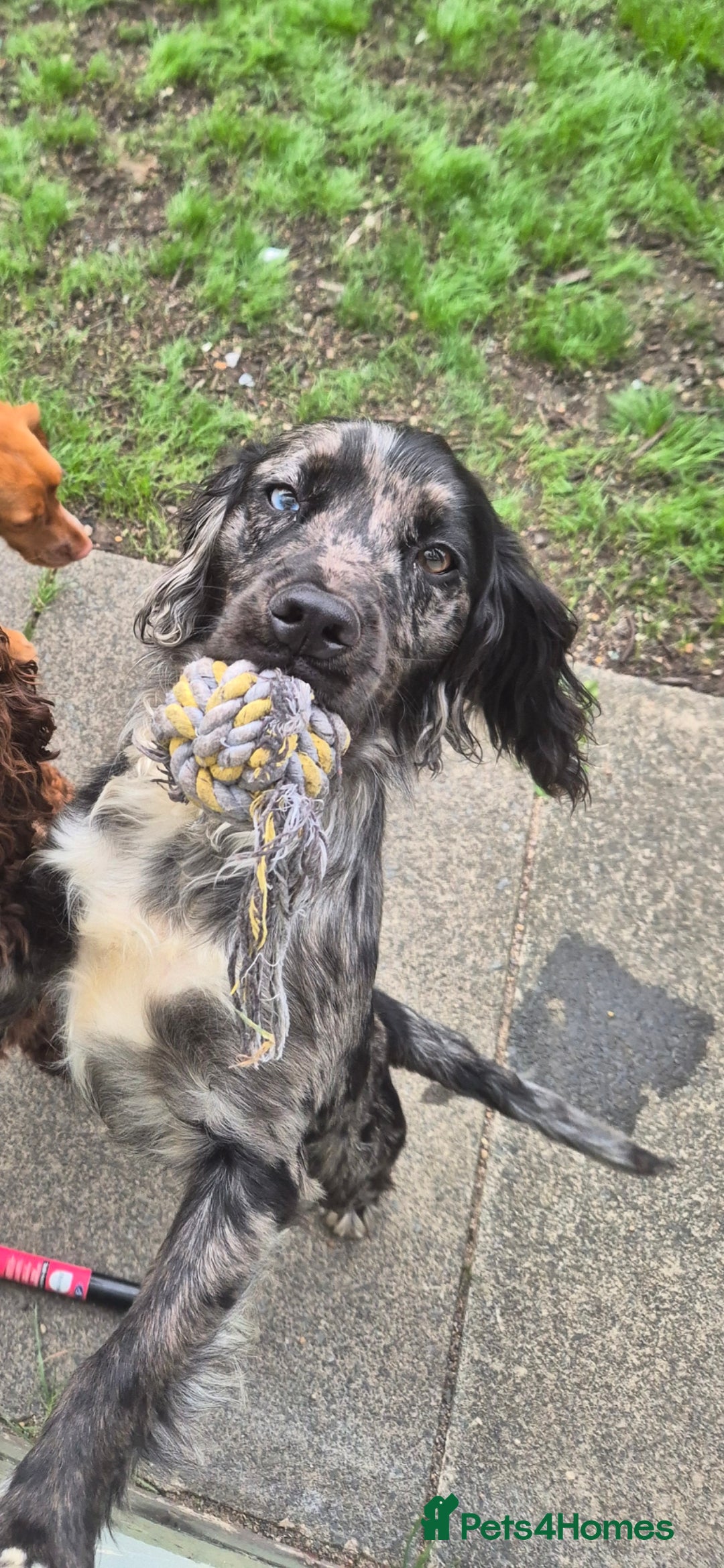 Cocker Spaniel dogs for stud: Merle Cocker stud in Shildon - Image 1