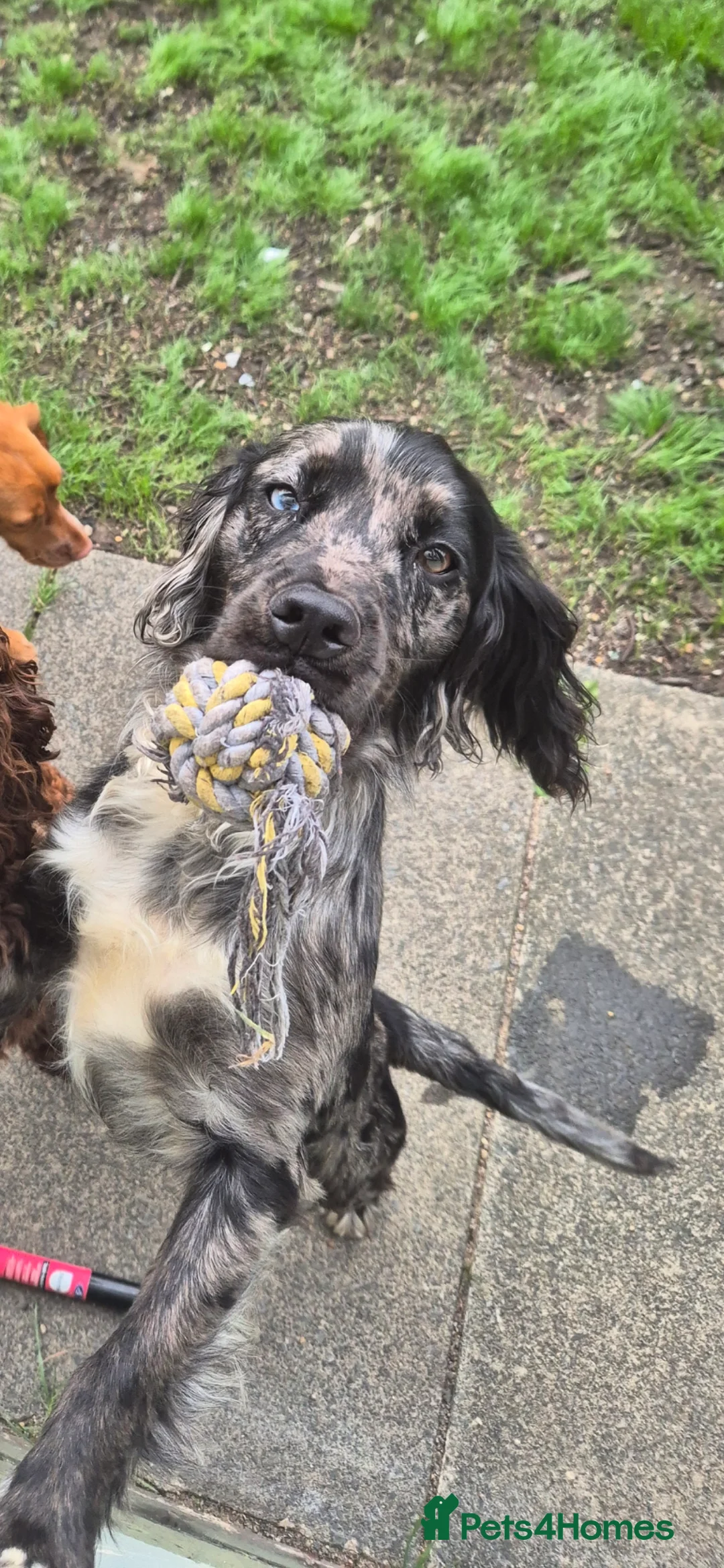 Cocker Spaniel dogs for stud: Merle Cocker stud in Shildon - Advert 3