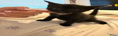 Domestic Shorthair 2