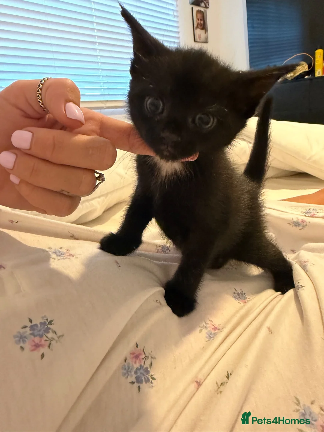 Domestic Shorthair cats for sale: Kittens  Reserve Now for Their Forever Homes - Advert 4
