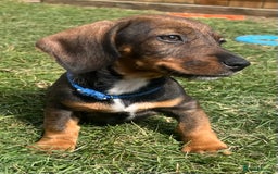 Dachshund dogs for sale: LAST 2 wirehaired dachshunds (teckels) - Image 21