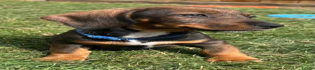 Dachshund Puppy 8 dark blue