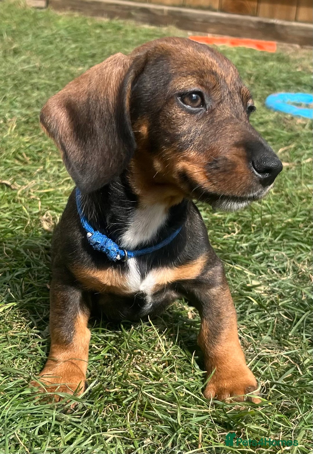 Dachshund dogs for sale: LAST 2 wirehaired dachshunds (teckels) - Image 21