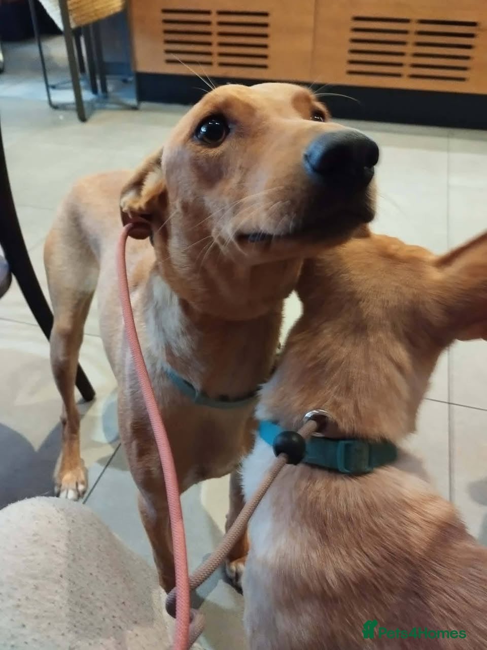 Mixed Breed dogs Ivy and Fern  - Advert 1
