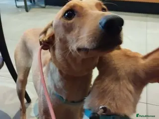 Mixed Breed dogs Ivy and Fern - Advert 1