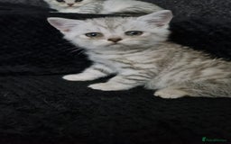 British Shorthair cats for sale: Beautiful BSH X SF || READY NOW ❗️❗️ - Image 2