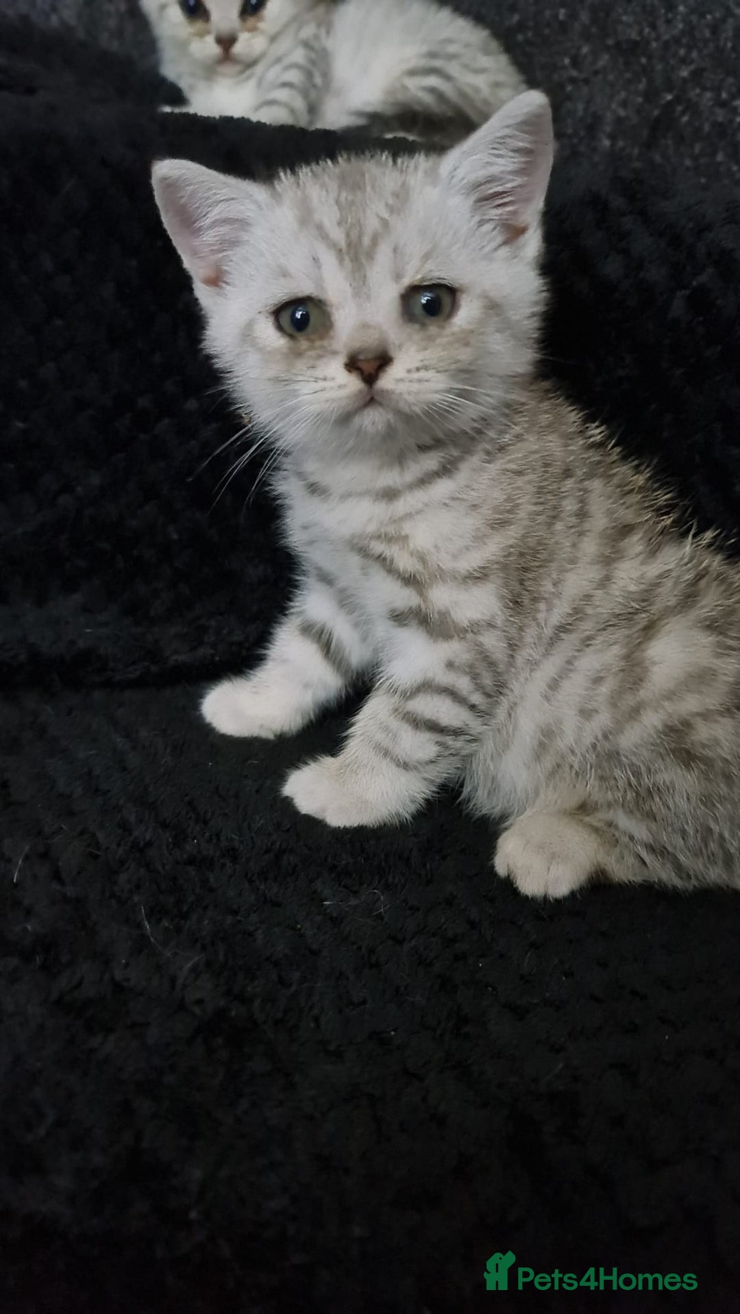 British Shorthair cats for sale: Beautiful BSH X SF || READY NOW ❗️❗️ - Image 2
