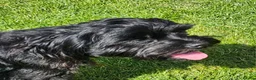 Mixed Breed dogs for sale: Shih tzu Mixed - Advert 3