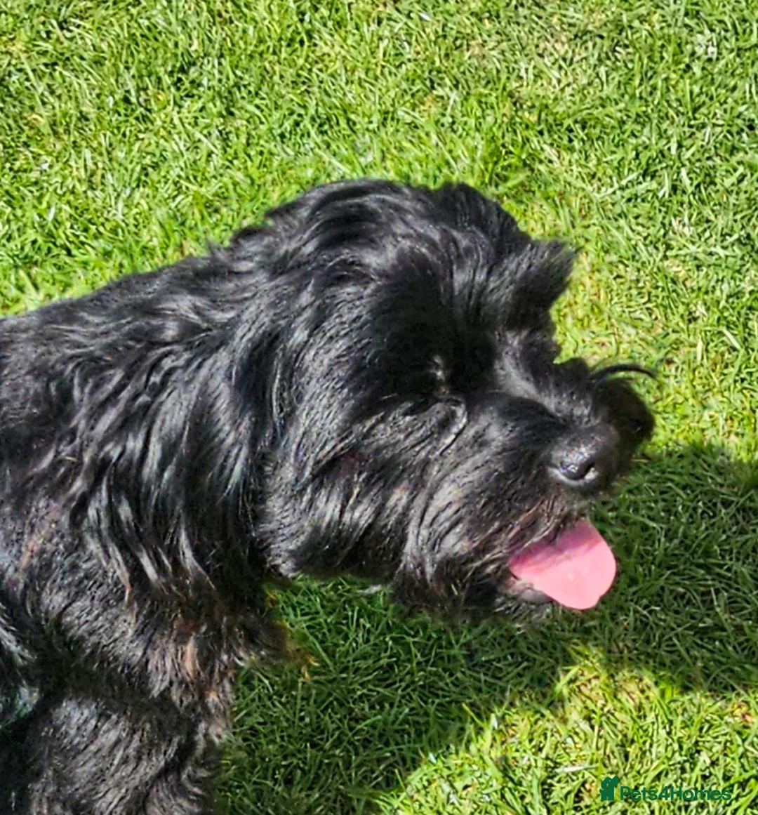 Mixed Breed dogs for sale: Shih tzu Mixed - Advert 3