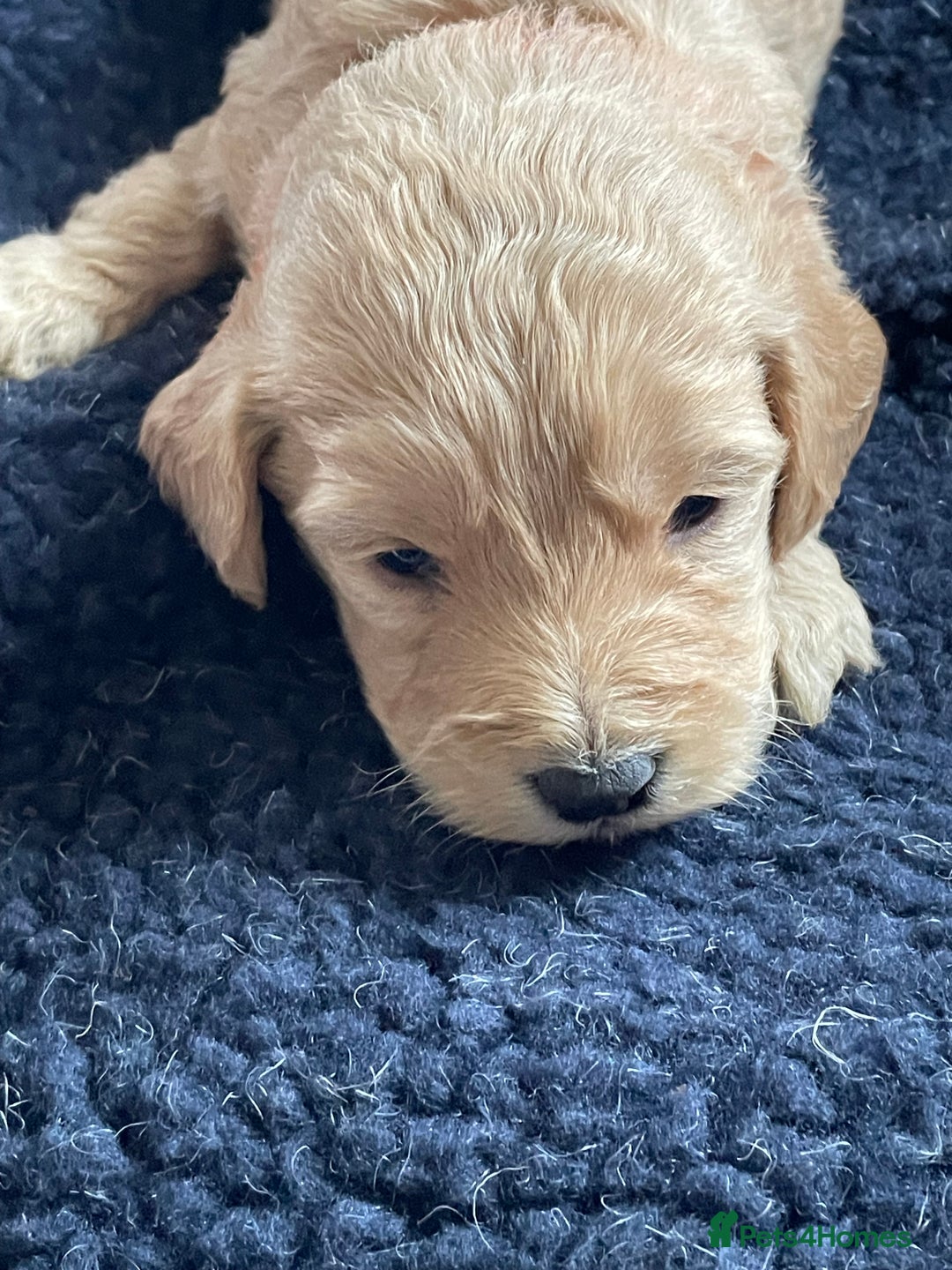 Cockapoo dogs for sale: Toy Cockapoo F1 - Image 3
