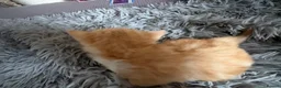 Mixed Breed cats for sale: 4 boys 1 girl - Advert 4