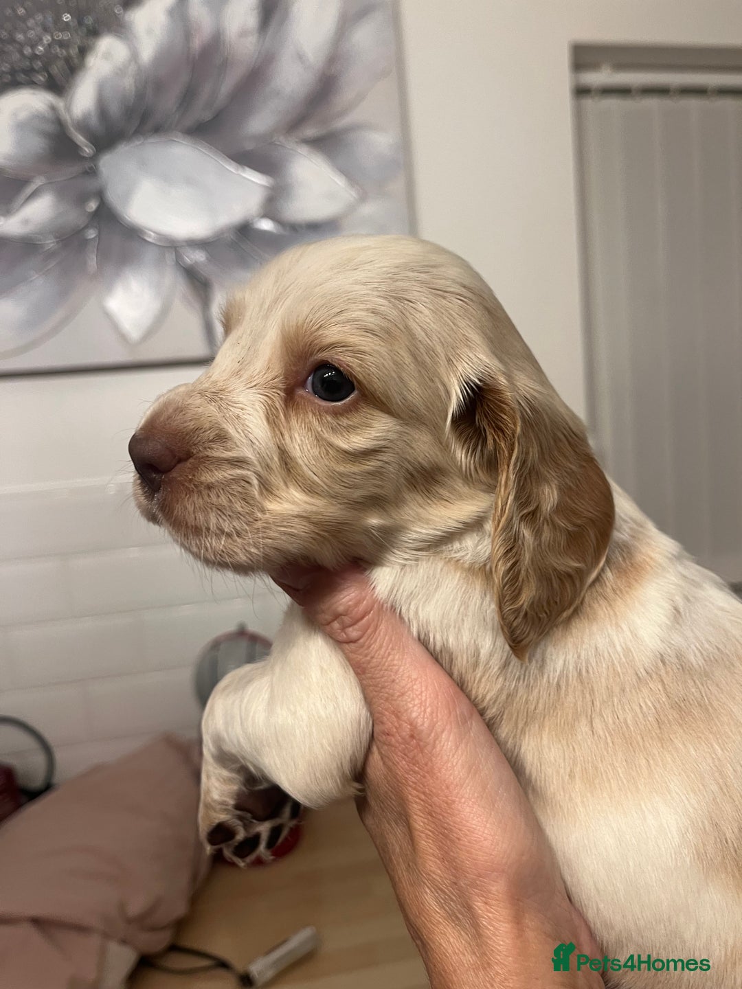 Cocker Spaniel dogs for sale: BEAUTIFUL COCKER SPANIEL PUPS - Advert 23
