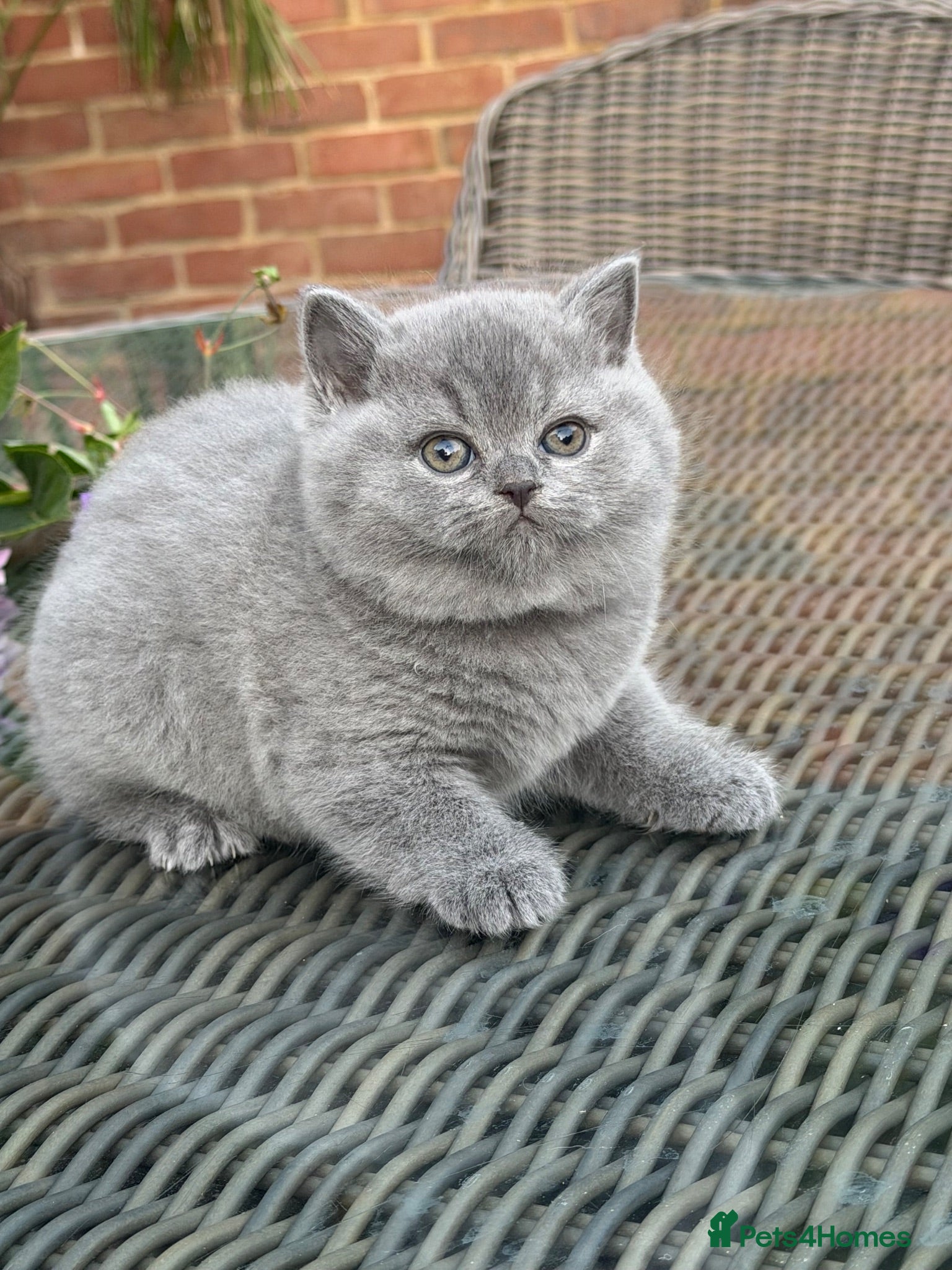 British Shorthair cats FULL PEDIGREE REGISTERED BSH  - Advert 1