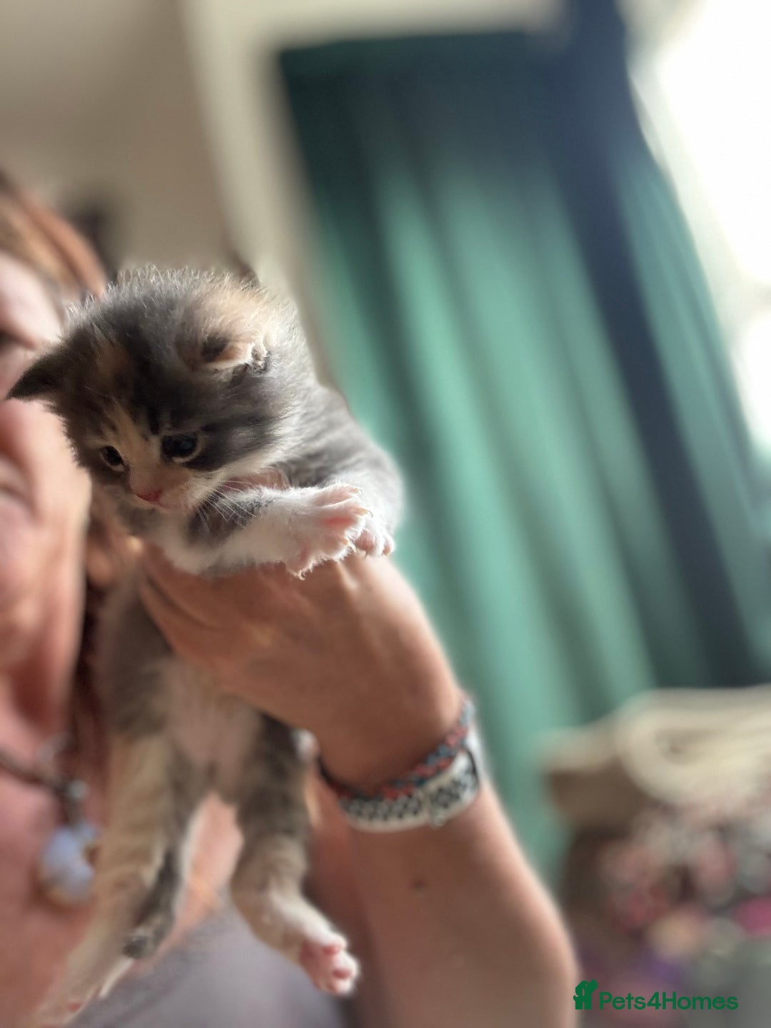 Maine Coon cats for sale: Beautiful Maine Coon X kittens - Image 12