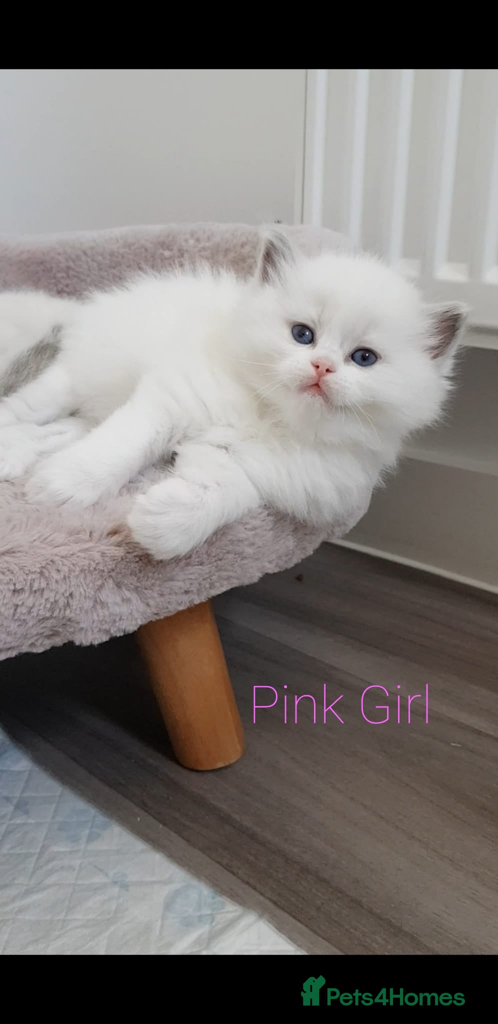 Ragdoll cats for sale: Stunning TICA Registered Ragdoll Kittens  - Advert 1