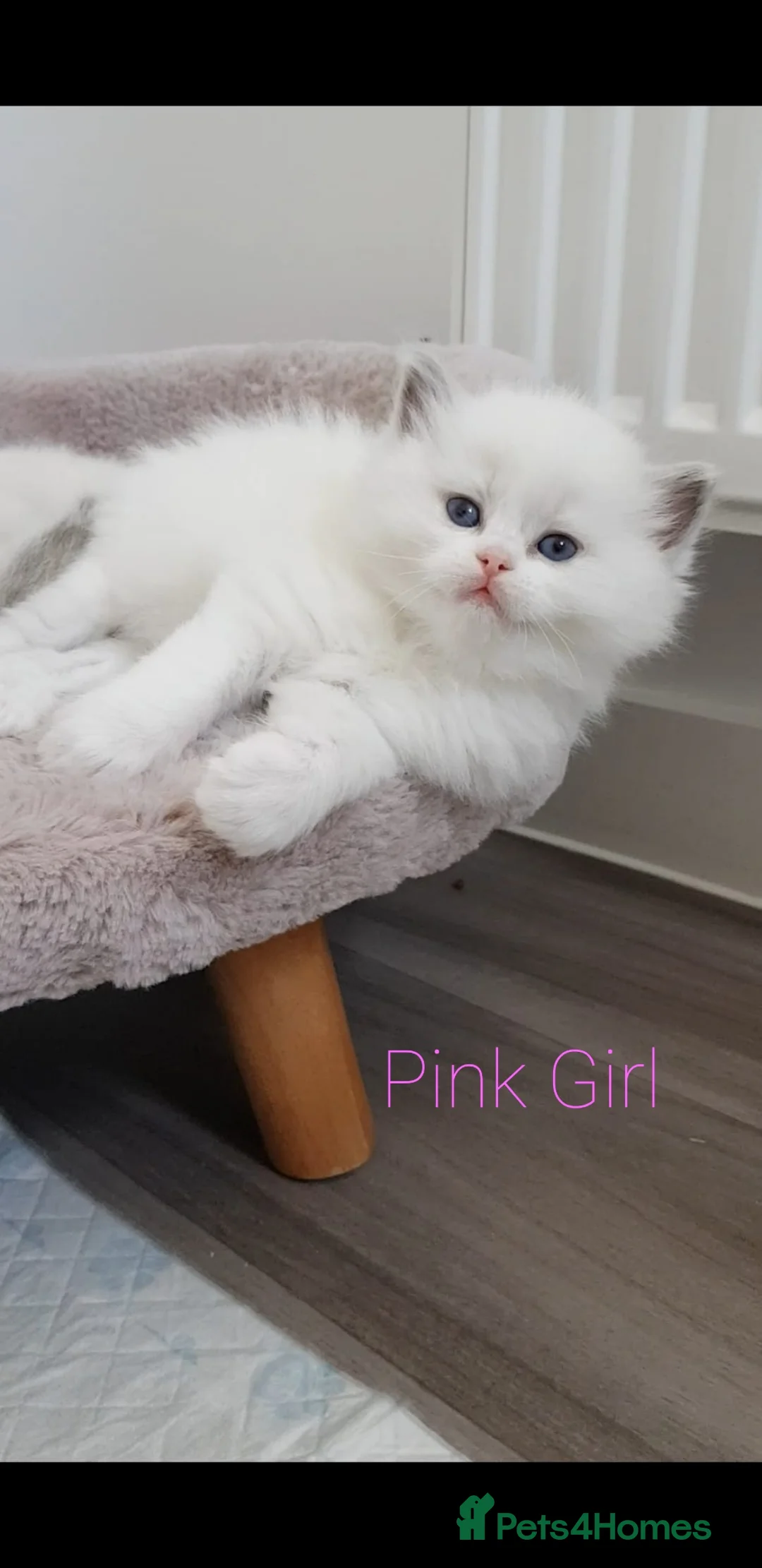 Ragdoll cats for sale: Stunning TICA Registered Ragdoll Kittens  - Advert 1