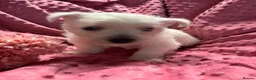 West Highland Terrier dogs for sale: West highland puppies KC registered  - Advert 9