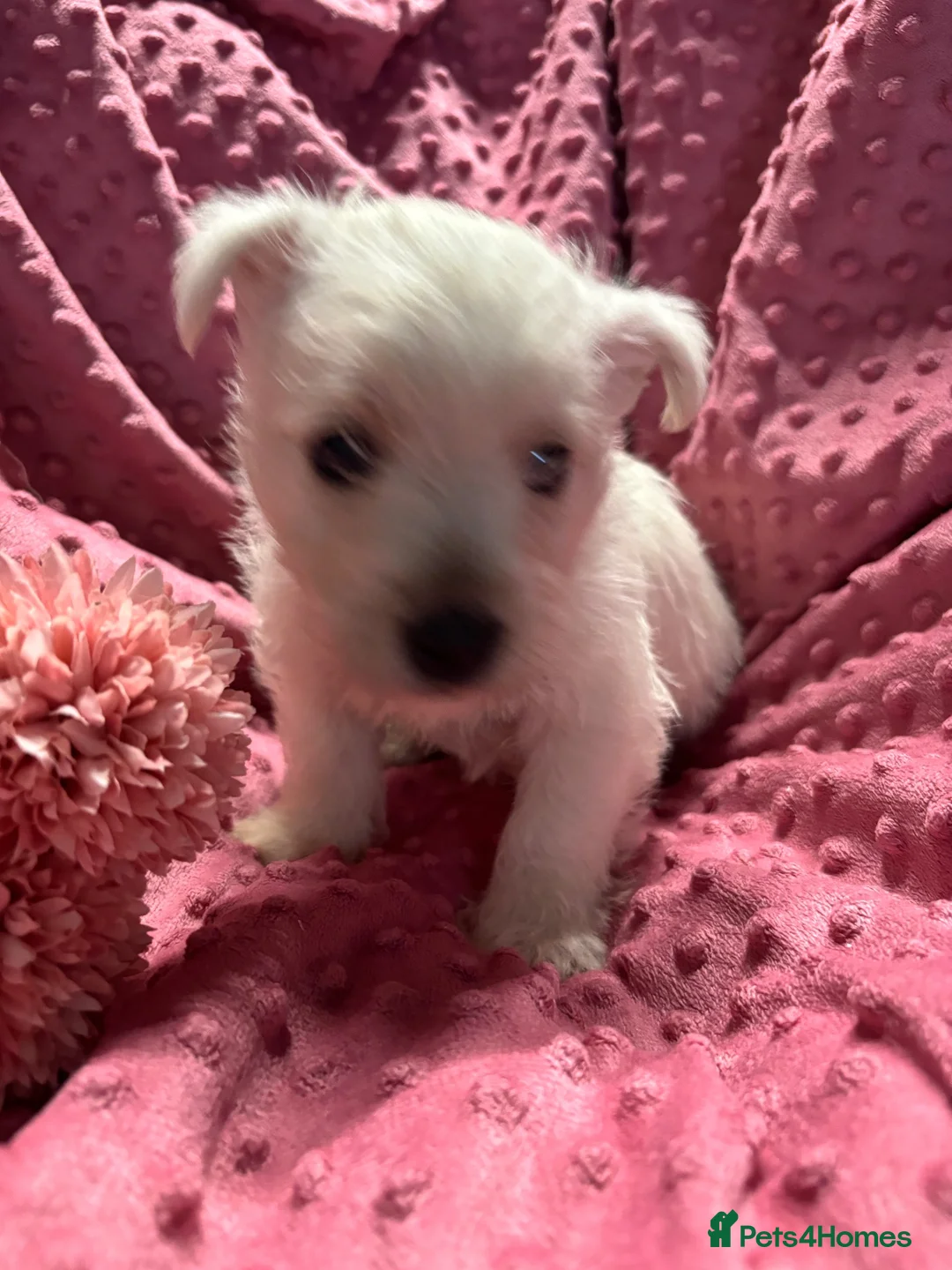 West Highland Terrier dogs for sale: West highland puppies KC registered  - Advert 9
