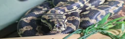 Python Snake reptiles for sale: Jungle carpet python - Advert 2