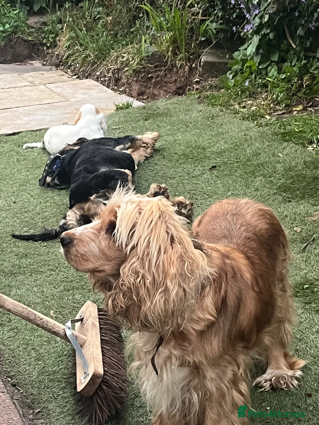 Cocker Spaniel dogs for sale: Baby boy show Cocker  - Advert 1