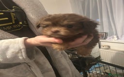 Mixed Breed dogs for sale: Beautiful Puppies x7 - Advert 6