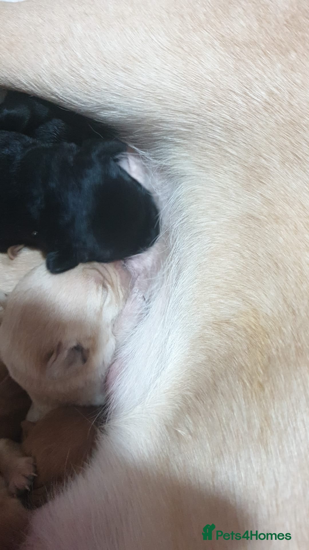 Labrador Retriever dogs for sale: 9 stunning Labrador retrievers 8 weeks old  - Advert 3