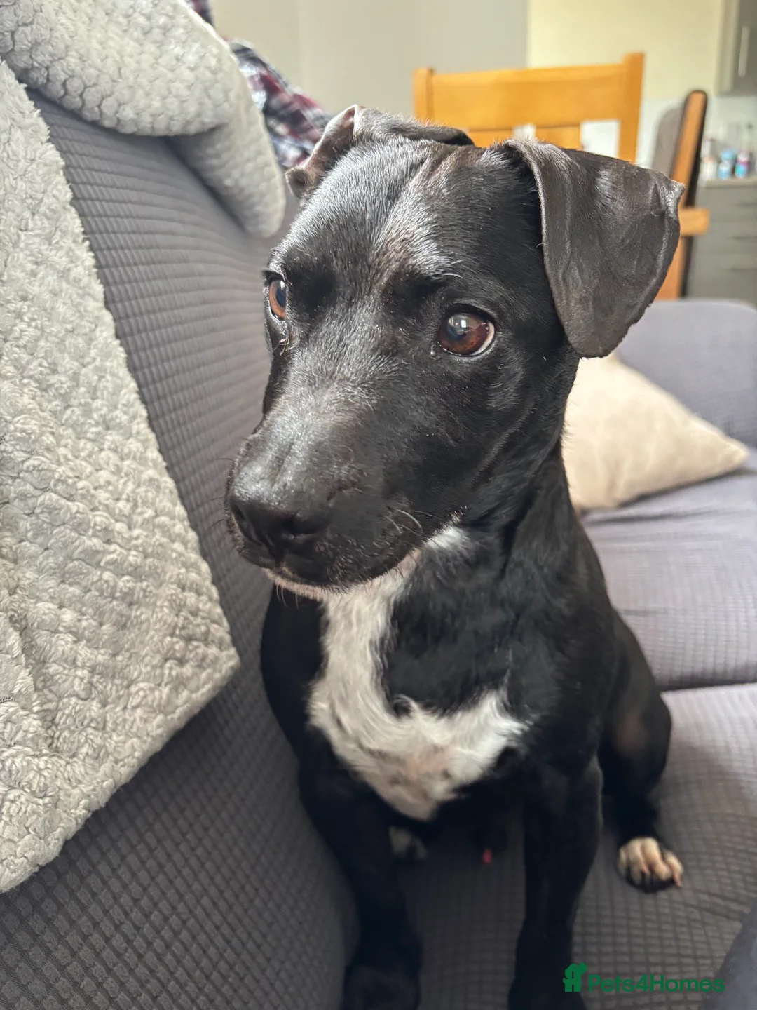 Patterdale Terrier dogs for sale: Cooper in Cullompton - Advert 3