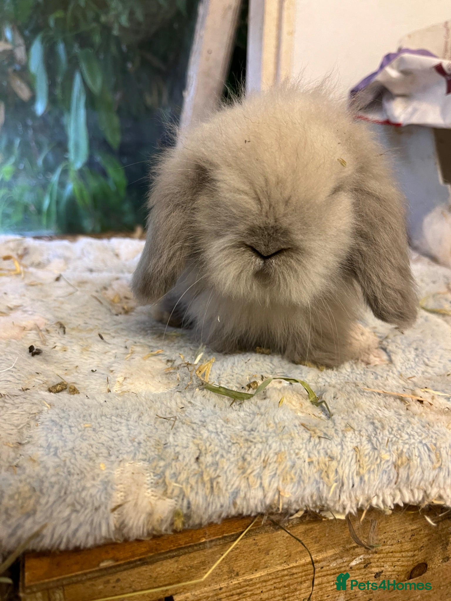 Mini Lion Lop rabbits Pure mini lion lops from show stock  - Advert 1