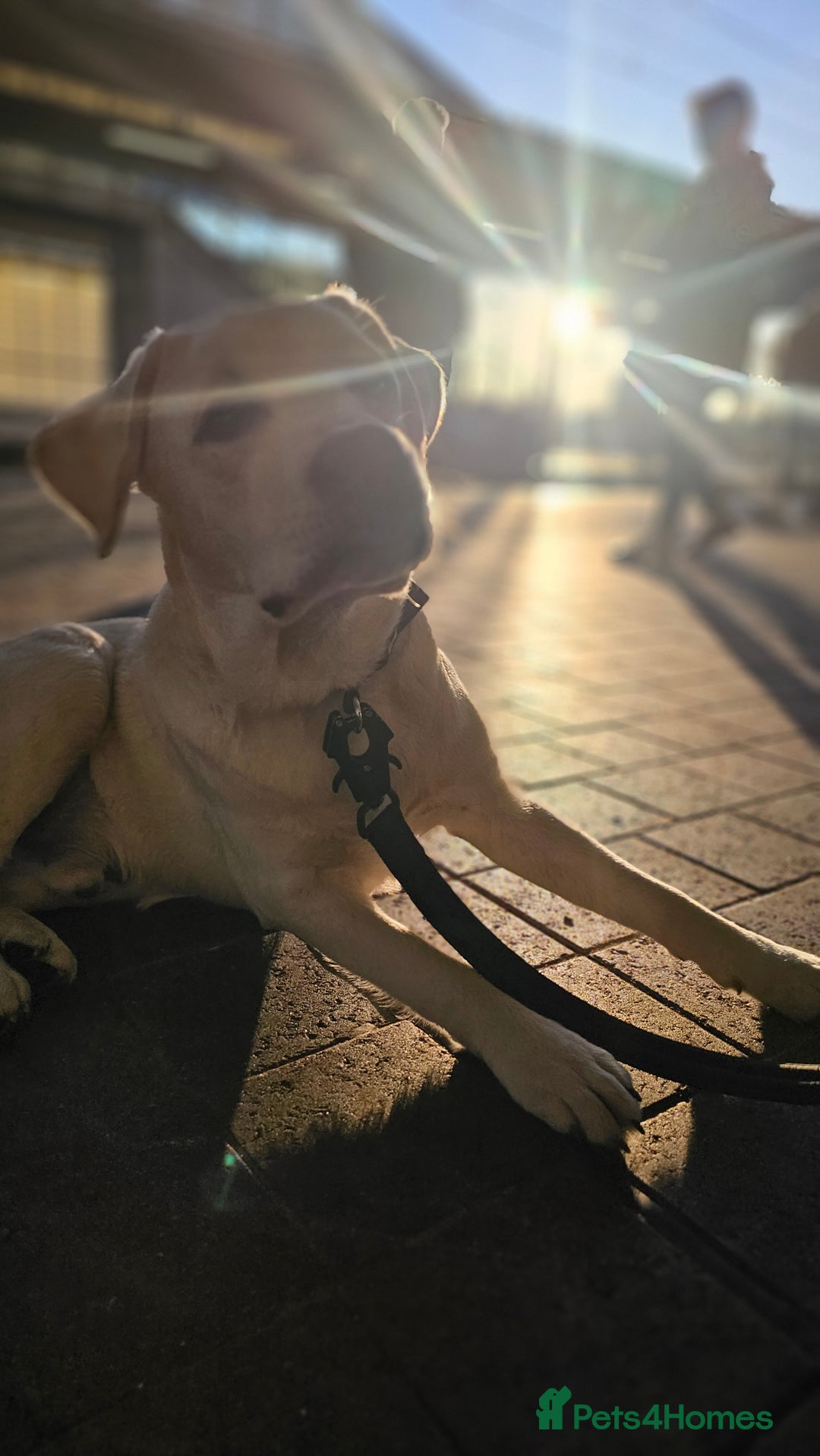 Labrador Retriever dogs for sale: 1 year old Labrador Male for Sale - Image 4