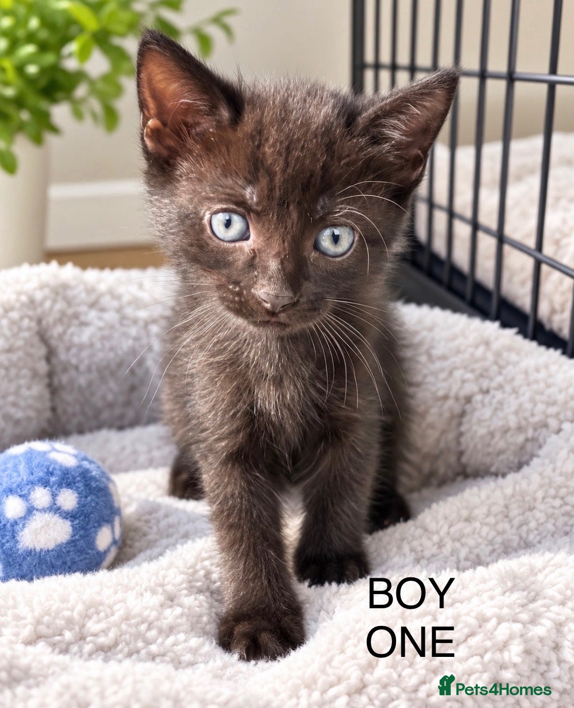 Mixed Breed cats Kittens 1/2 Maine coon. 8wks & ready to leave.  - Advert 18