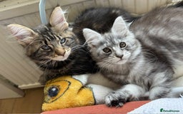 Maine Coon cats for sale: Maine coon - Image 18