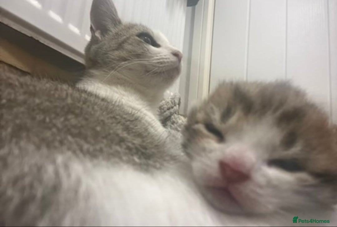 Mixed Breed cats for sale: Beautiful Half Bengal Boy Looking For His New home - Advert 15