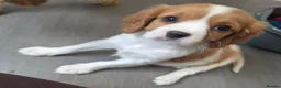 Cavalier King Charles Spaniel dogs for sale: Friendly and playful Cavalier Puppies - Advert 4