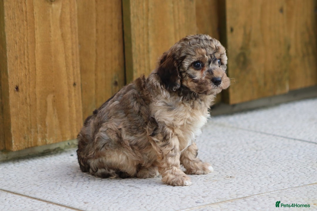 Cockapoo dogs for sale: Cockapoo puppies for sale!  - Advert 7
