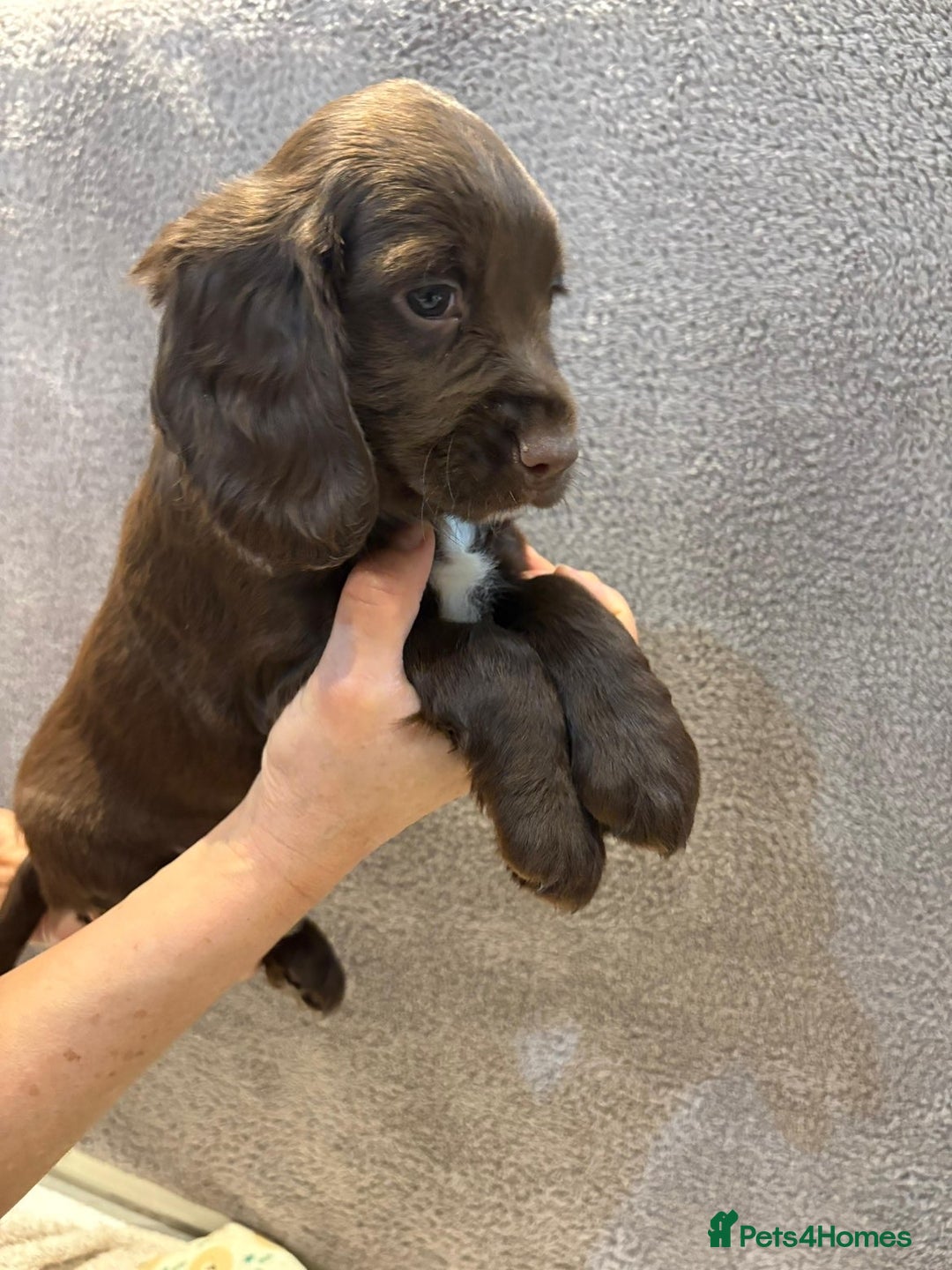 Cocker Spaniel dogs for sale: Pedigree show kc parents DNA health tested    - Advert 20
