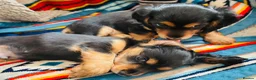 Miniature Dachshund dogs for sale: Black&Tan Puppies Looking for Their Forever Homes! - Advert 11